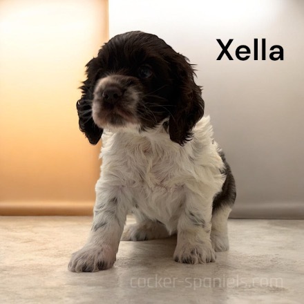 puppy, for, sale, Cocker Spaniel, Joe & Cherri  Overlease, dog, breeder, Miller, MO, dog-breeder, puppy-for-sale, forsale, nearby, find, puppyfind, locator, puppylocator, aca